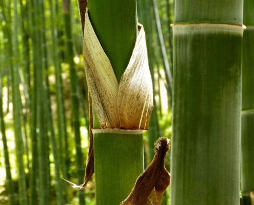 bamboo prodotti oggetti